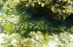 harlequin fish from shallow water 3 or 4 metres off the s... by Daniel Blechynden 